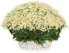 Цветочная композиция из Ромашки в корзине #REPLACE_PRED# Киселевске